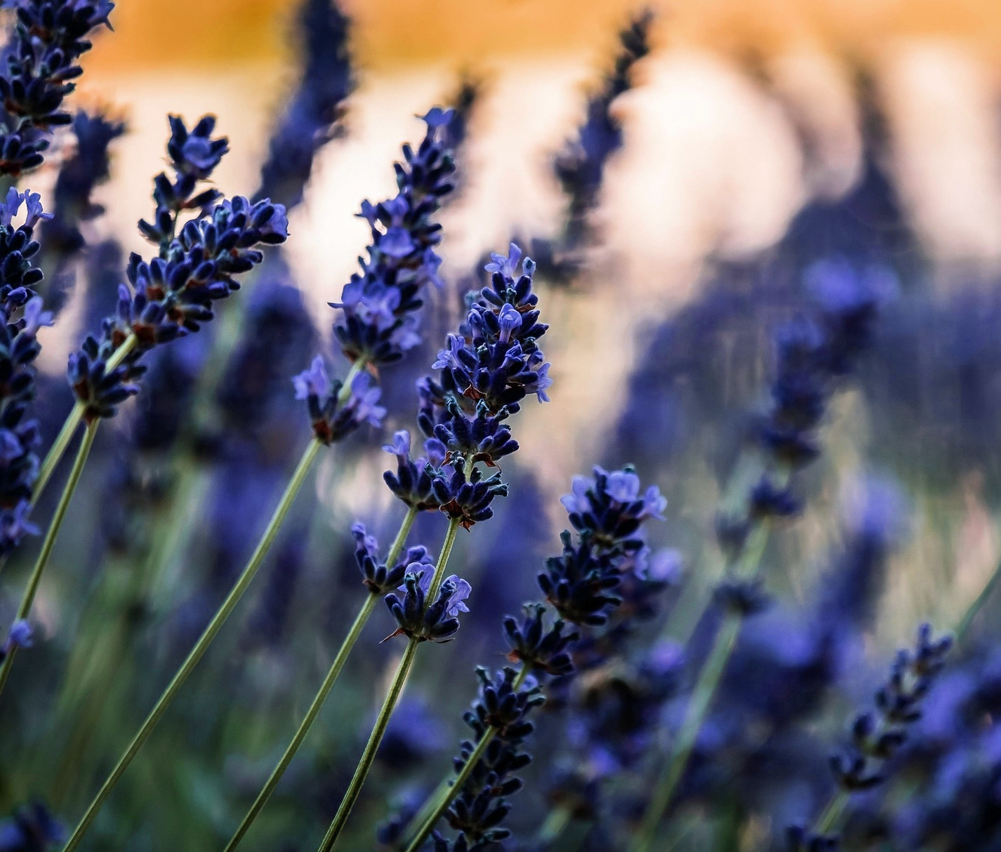 Lavendel - Kontakt zu Schlafplus für Schlafberatung und Kurse